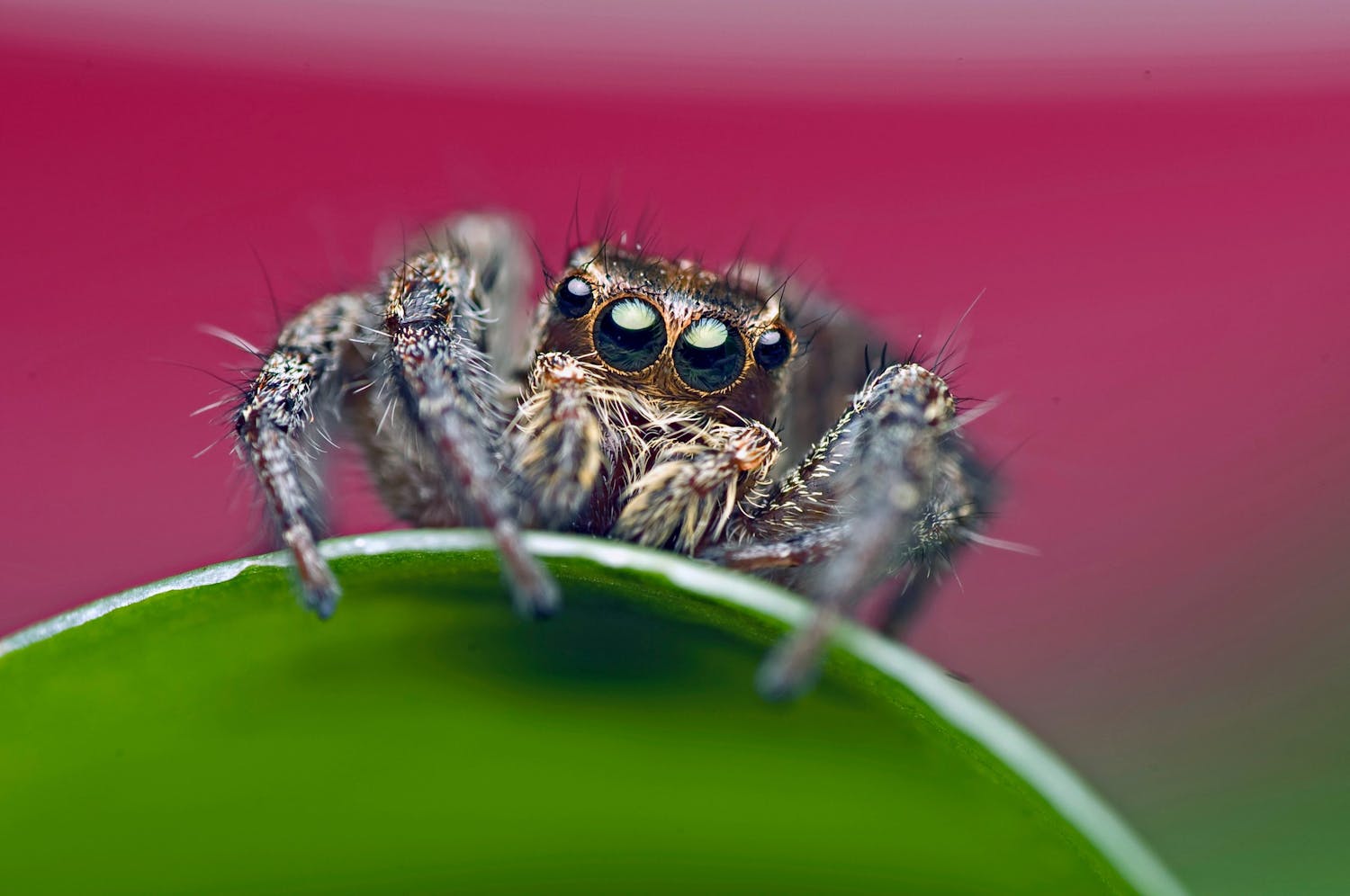et makrofotografi af en edderkop
